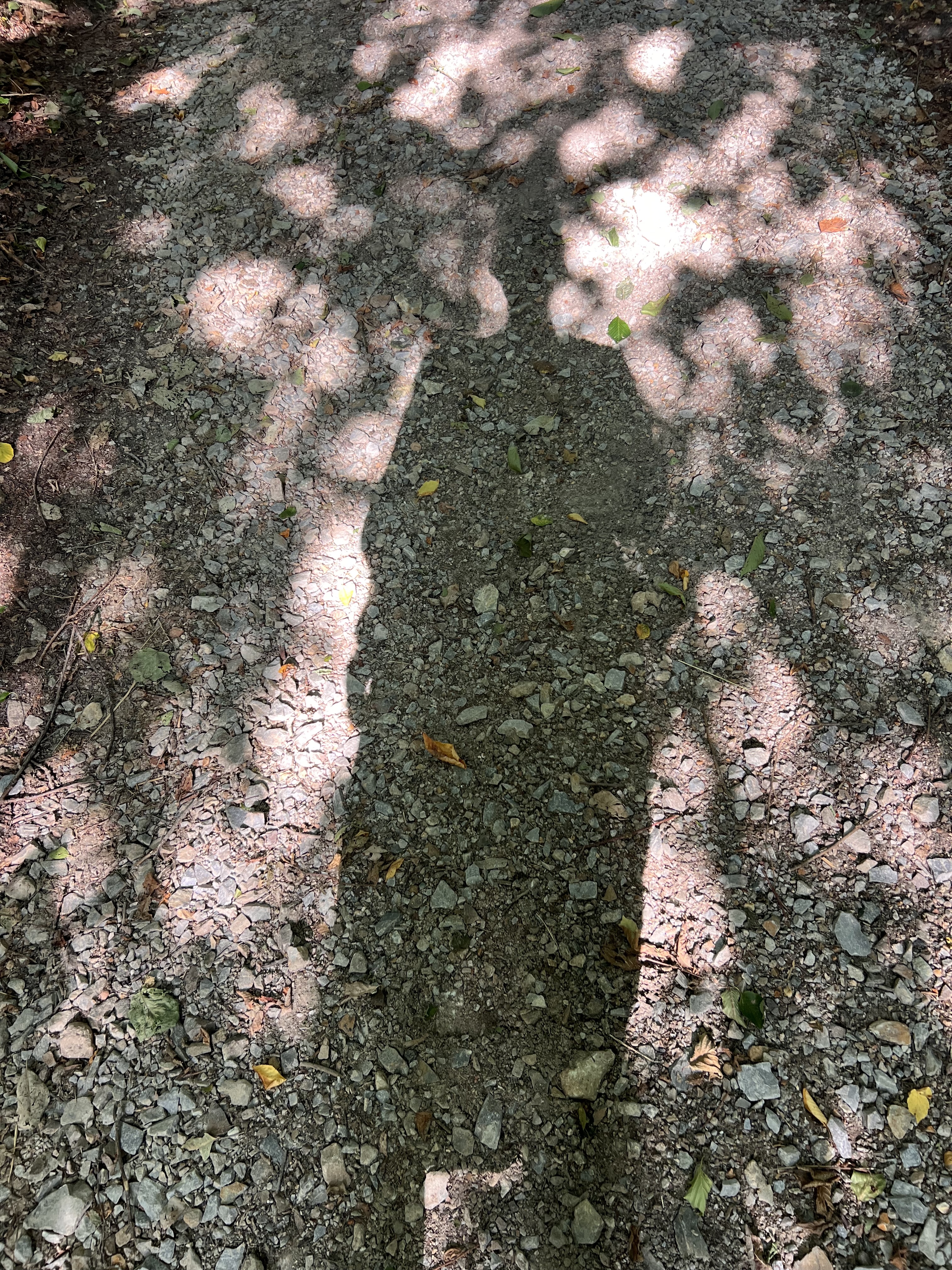 Ombre projetée sur un chemin de terre, lumière filtrée par les feuilles