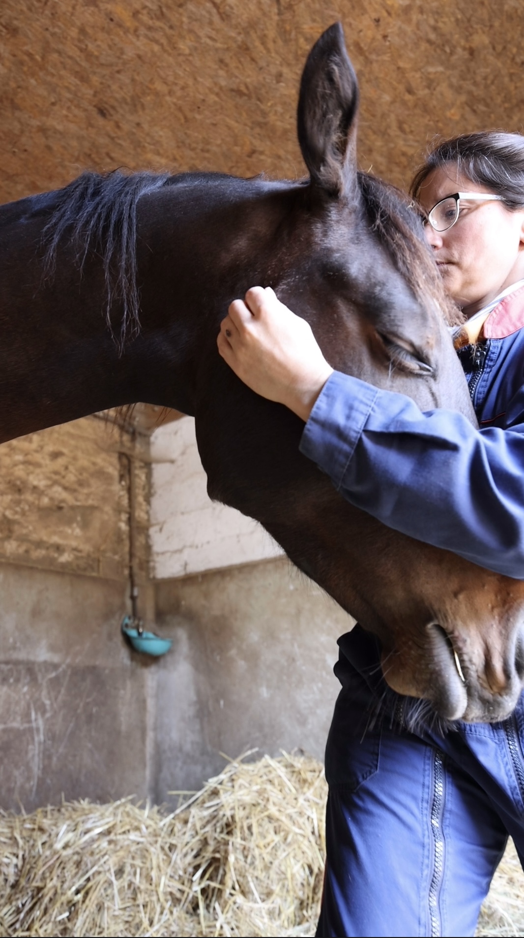 Palpation sans licol